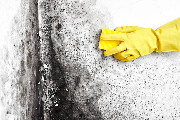 Best Industrial Mold Remediation in Aurora, MO