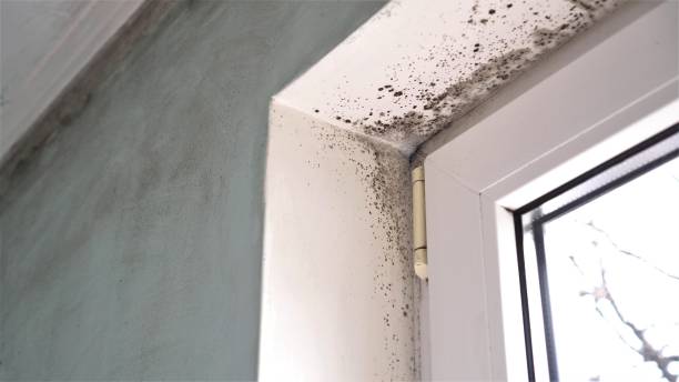 Best Post-Flood Mold Remediation in Aurora, MO
