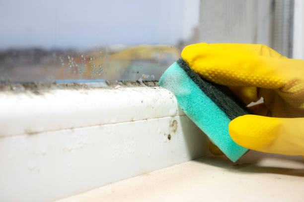 Best HVAC Mold Remediation in Aurora, MO