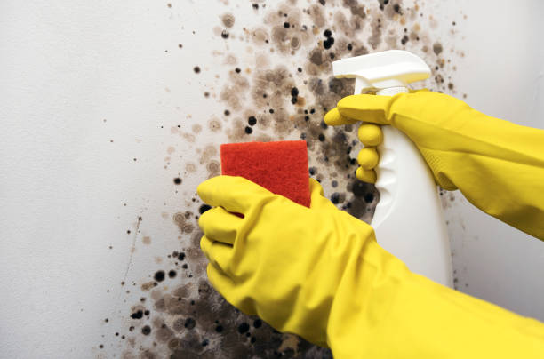 Best Mold Testing and Inspection Services in Aurora, MO
