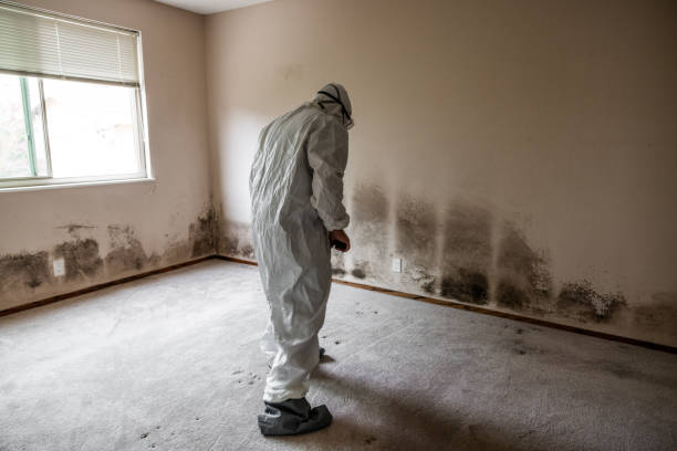 Best Attic Mold Remediation in Aurora, MO