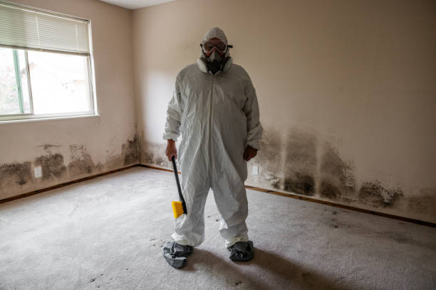 Best Insurance-Related Mold Remediation in Aurora, MO